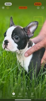 Boston Terrier - 8