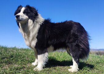 Suczka BORDER COLLIE z Hodowli - Rasowa z pełną dok. - Rezer - 8
