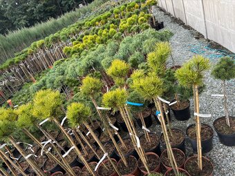 Sosny Świerki c5 /c7,5 hurt - 8