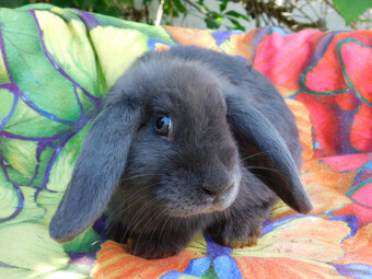 Niebiesko- białe baranki mini lop - 8