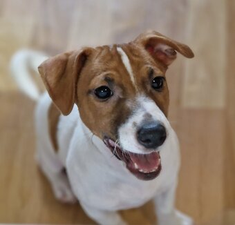 Jack Russell terrier - 8