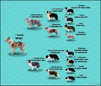 Rasowa suczka BORDER COLLIE z Hodowli - pełną dok. - 8