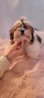 Piesek Shih Tzu - 8
