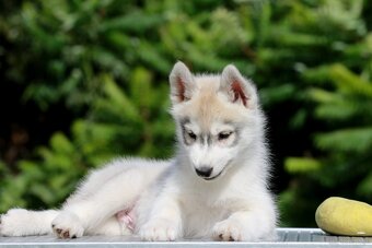 Siberian Husky ZKwP - 8