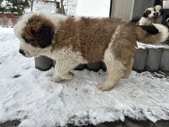 Bernardyn szczeniaki - 8