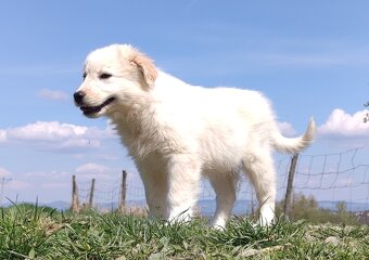Rasowa suczka XJA ee-red Border Collie z pełną dok. przebada - 8