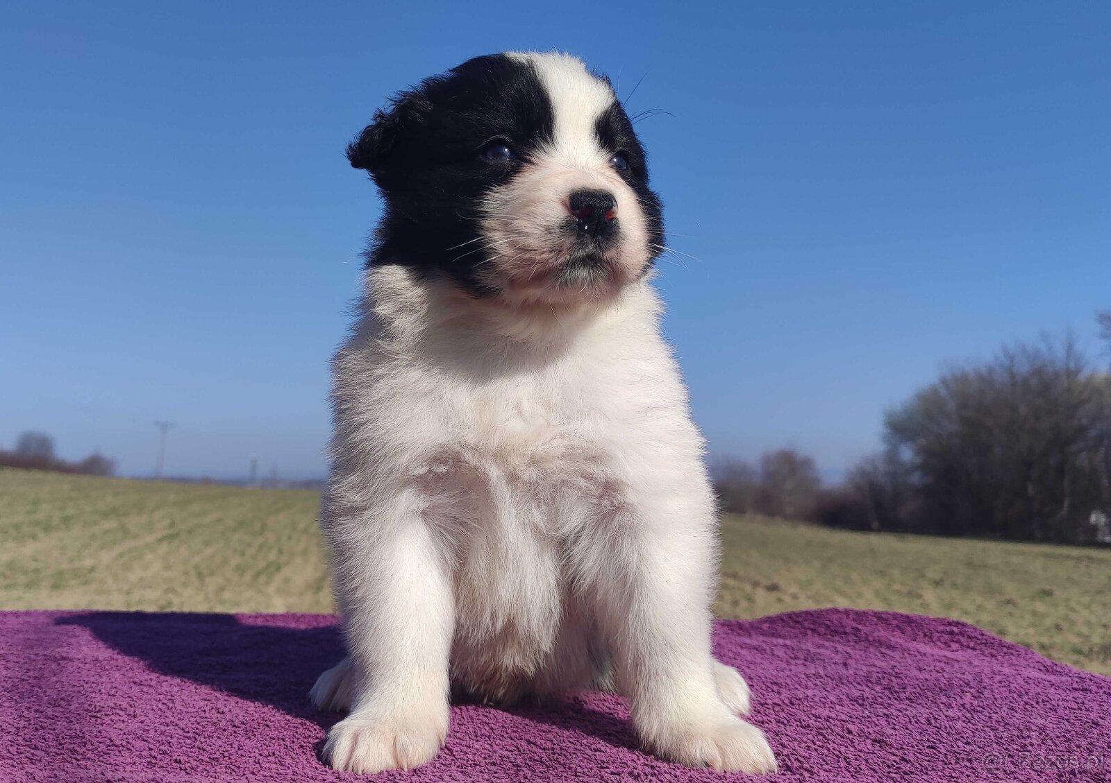 Rasowy Pies Border Collie - TONY z pełną dok. z hodowli do r - 9