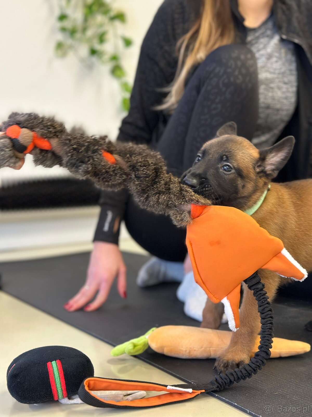 Owczarek belgijski z rodowodem FCI - 9