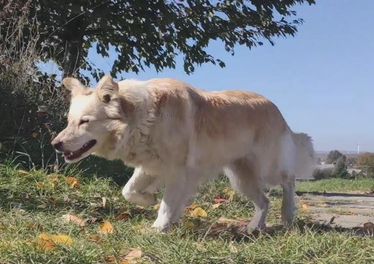 Piękna Rasowa Suczka Border Collie - XINDI z pełną dok. z ho - 9