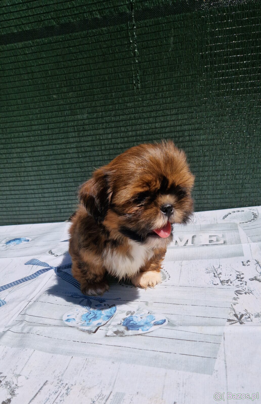 Szczenięta Shih-tzu - 9