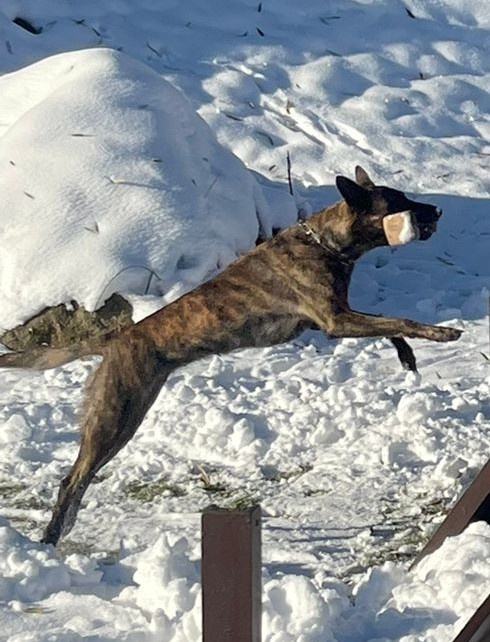 Holandský ovčák krátkosrstý. - 9