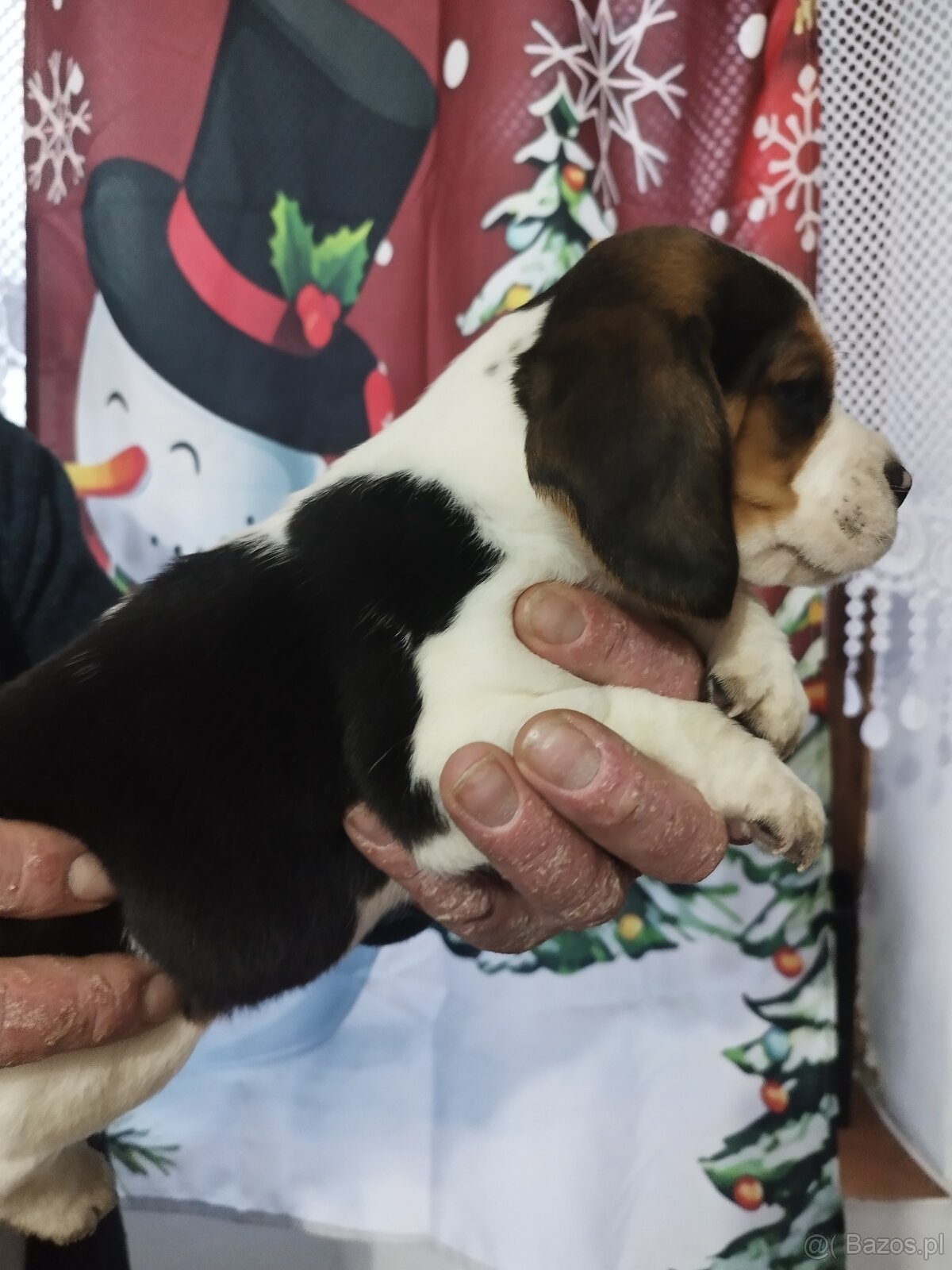 Rodowodowe szczenięta rasy Beagle tricolor, profil DNA - 9