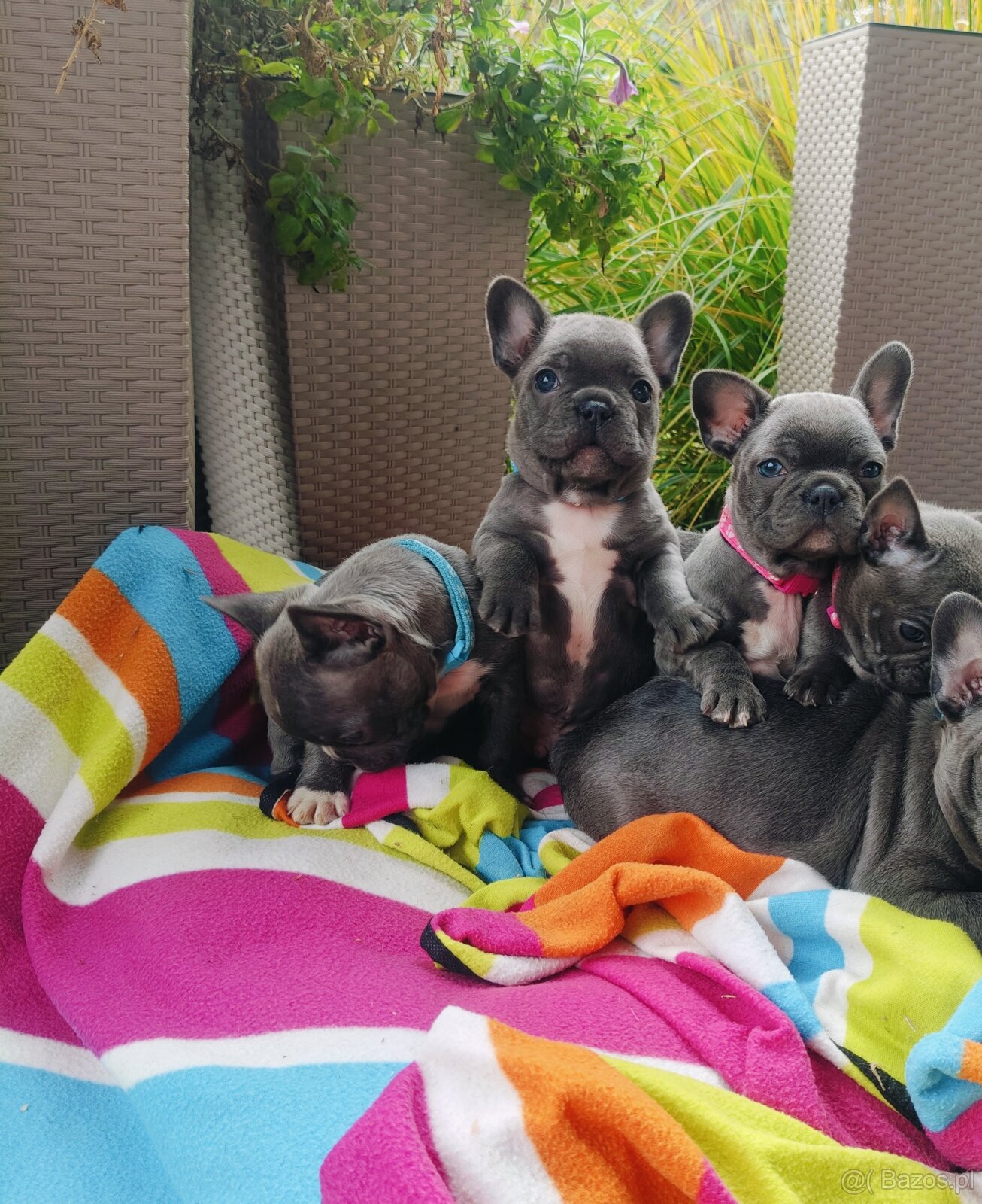 Buldog francuski BLUE niebieski szczeniak suczka pies piesek - 9