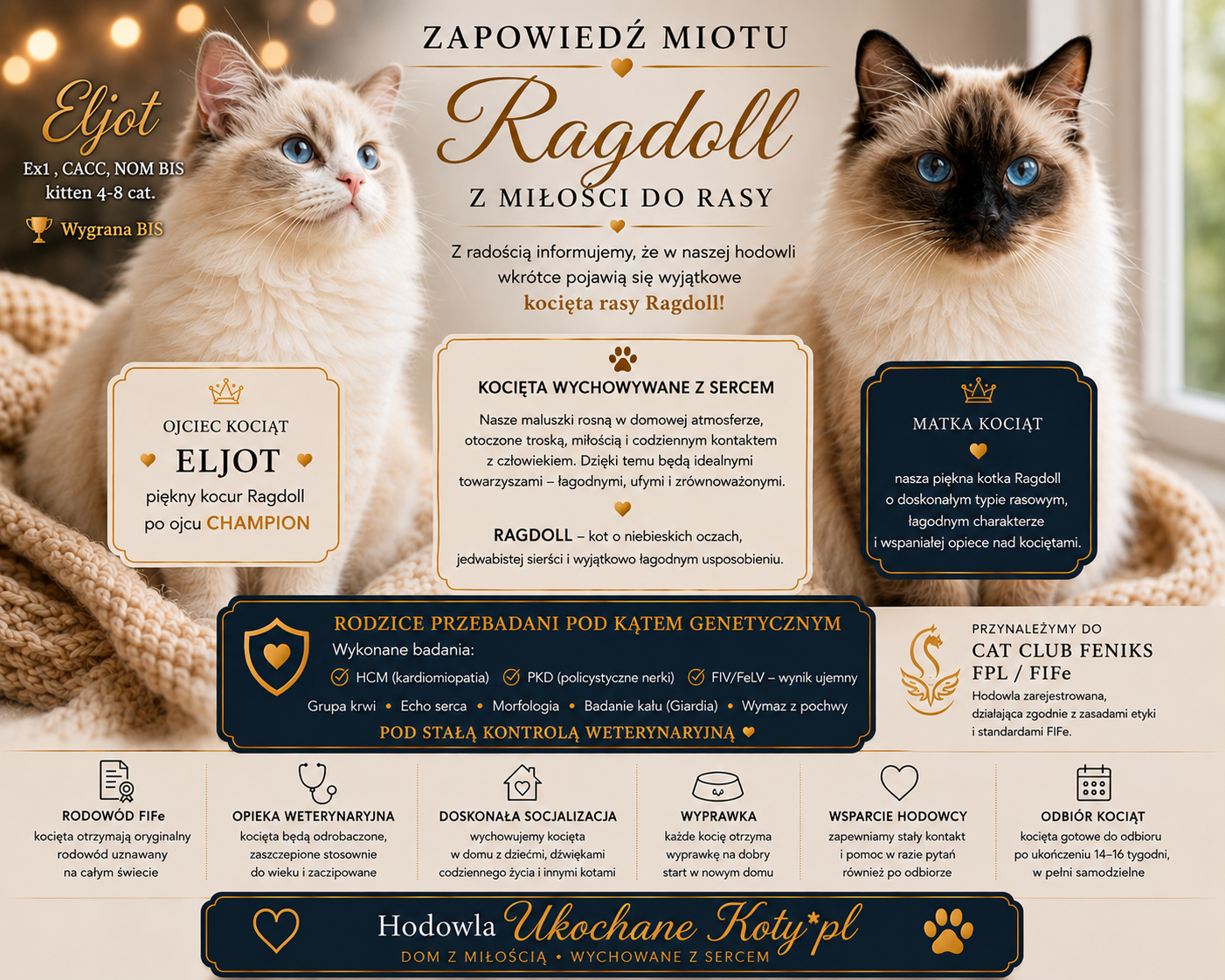 Rodokmenová koťata Ragdoll po Šampionovi - 9