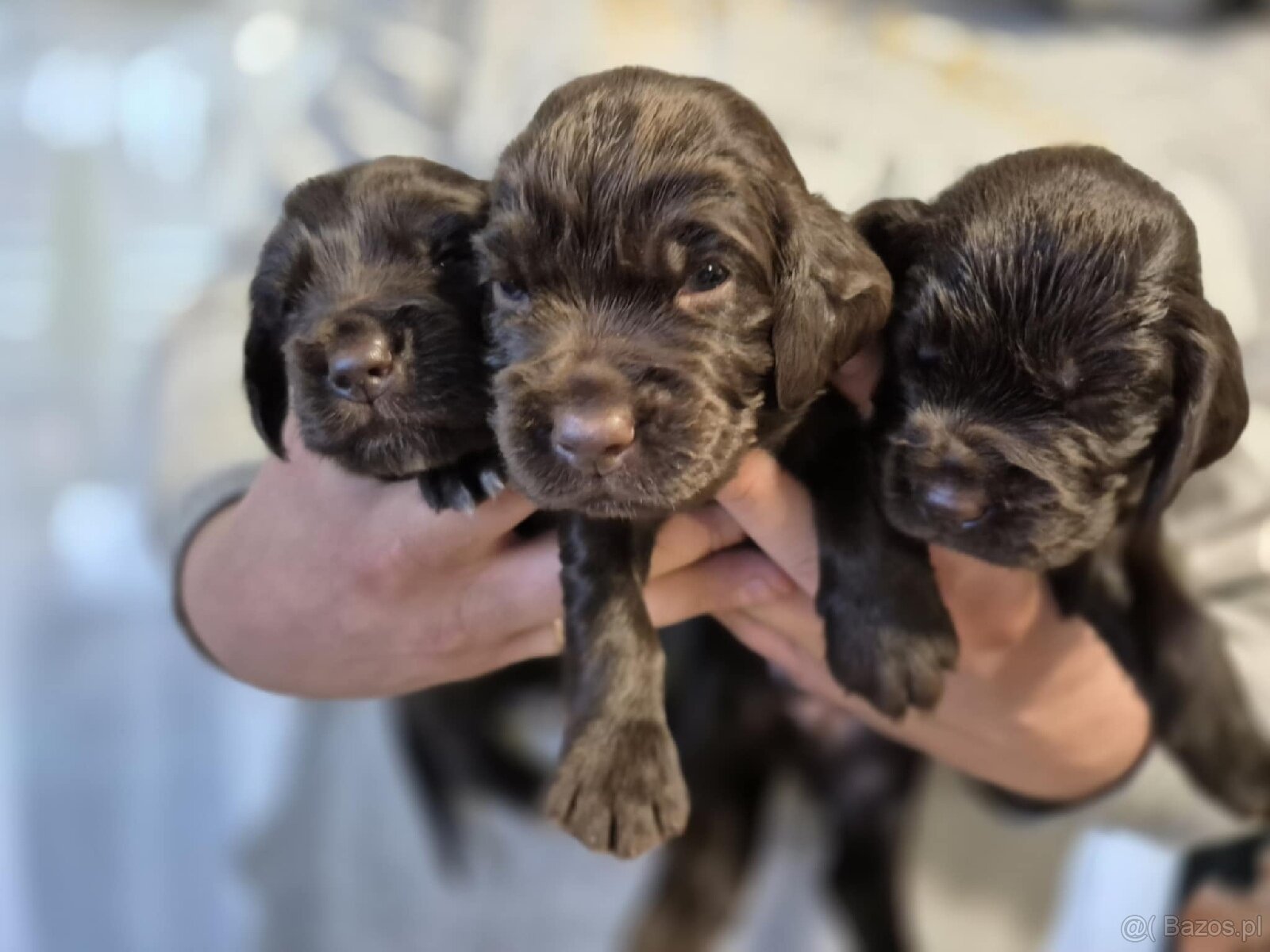 PŁochacz Niemiecki WACHTELHUND - 9