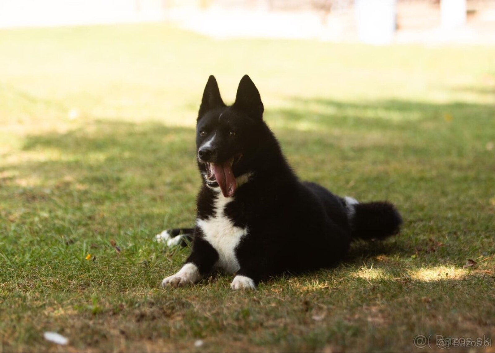 Szczenięta Karelski pies na niedźwiedzie z rodowodem FCI - 9