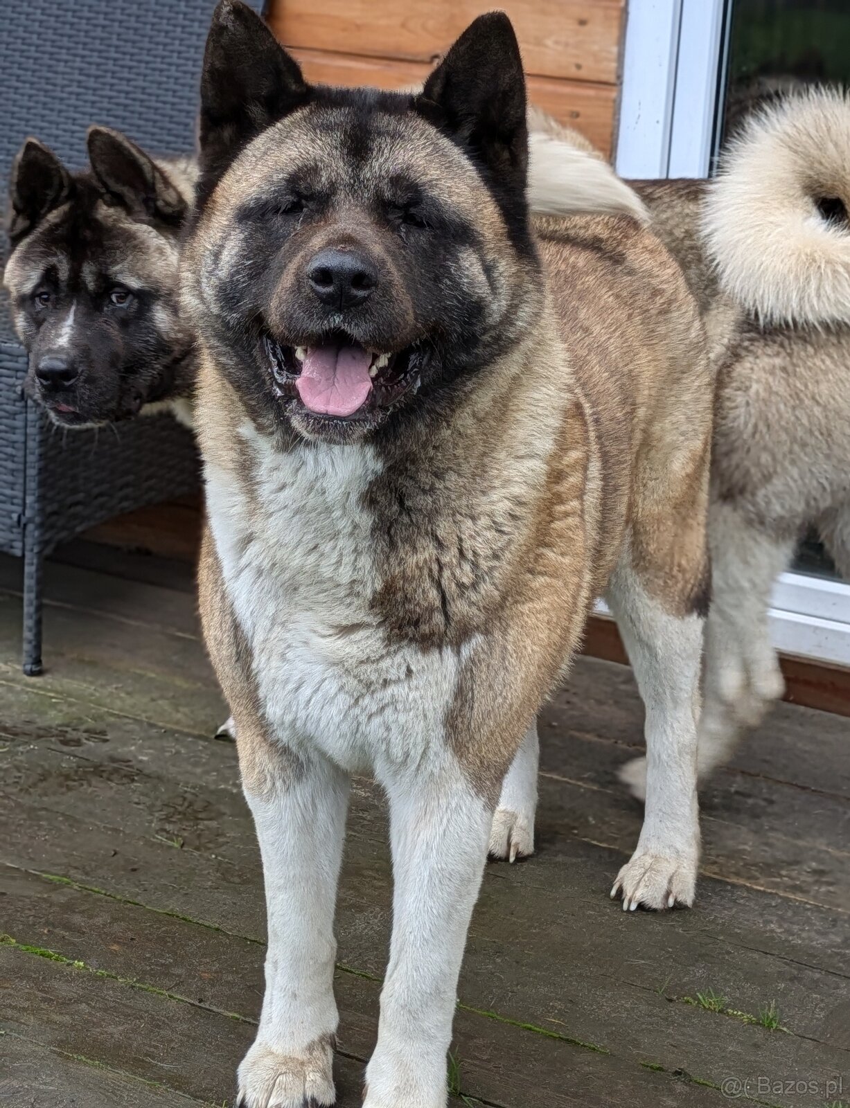 Akita Amerykańska FCI - 9