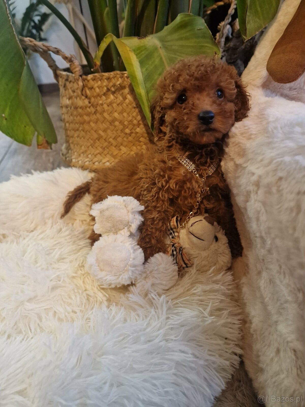 Pudel toy chlopczyk badania genetyczne - 9