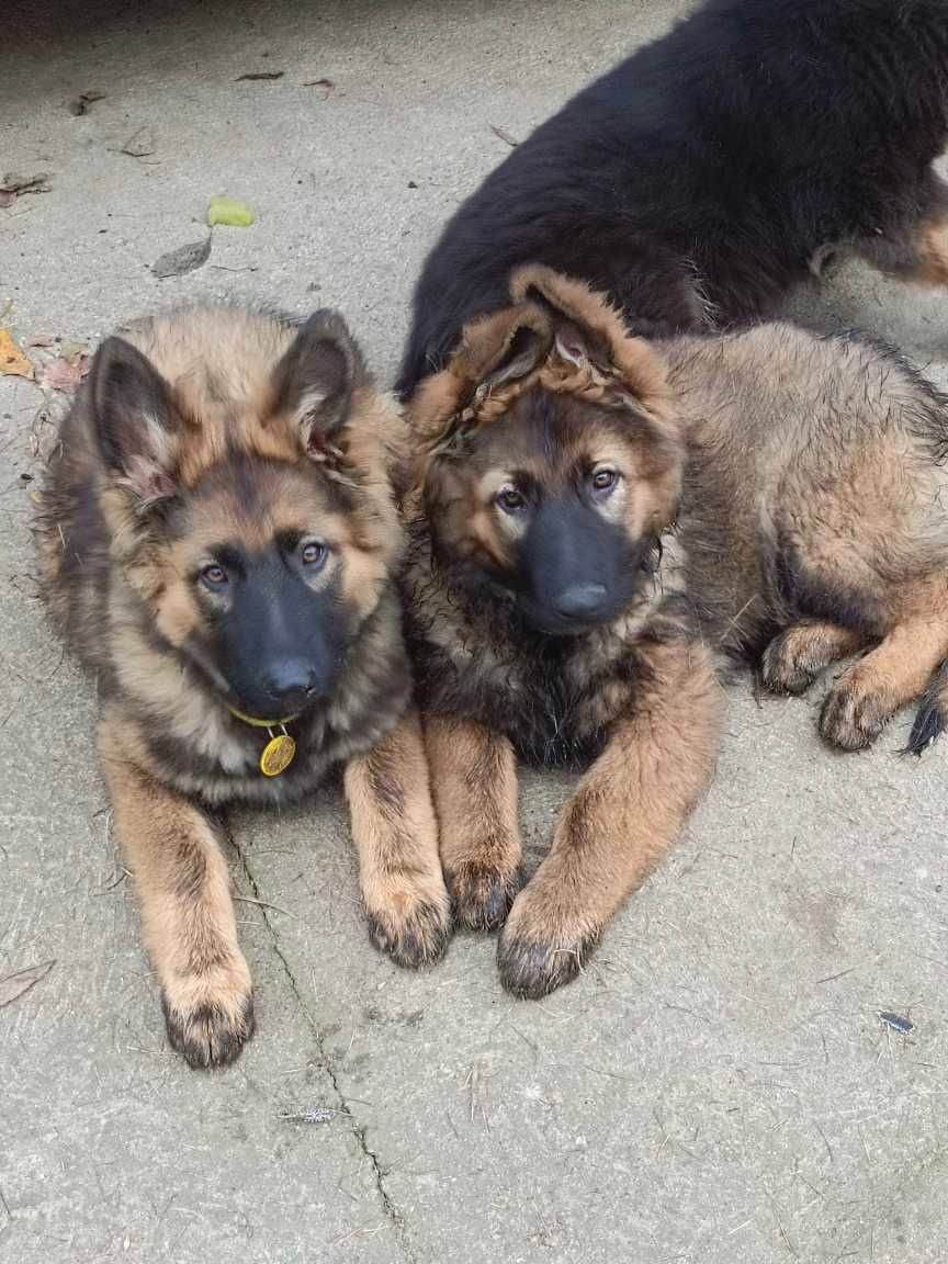 Suczka owczarek niemiecki długowłosy - 9