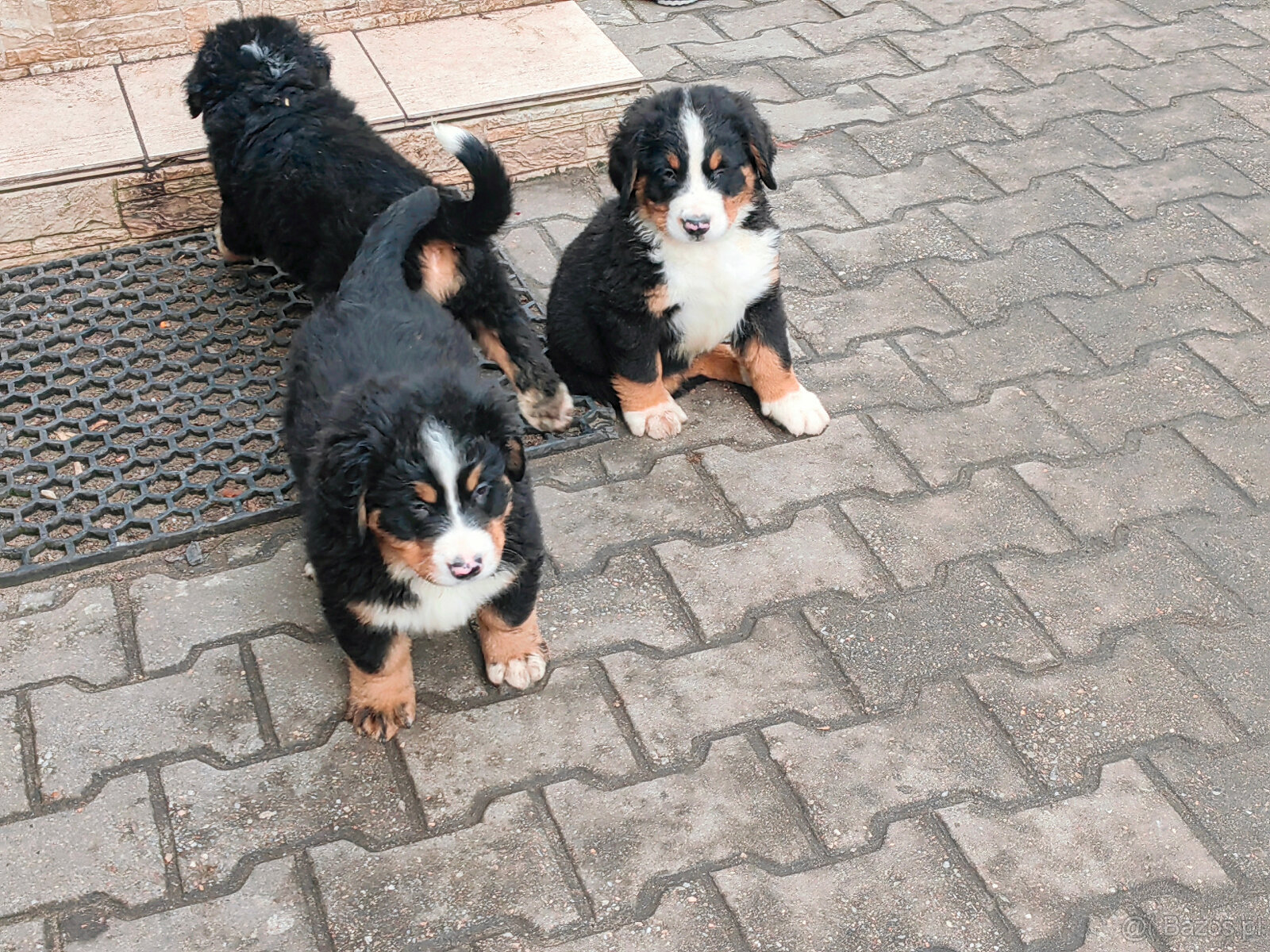 Szczenieta Berneński Pies Pasterski - 9
