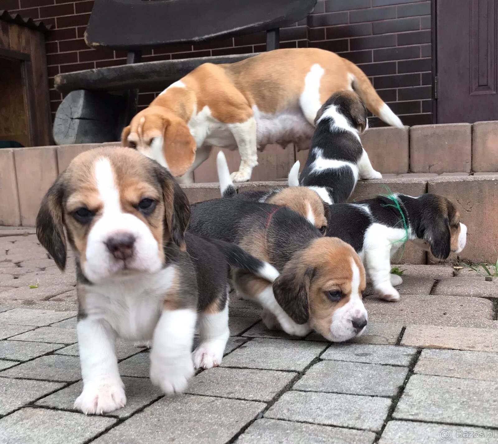 Beagle / Bigle - szczenięta rodowodowe ZKwP / FCI po Champio - 9