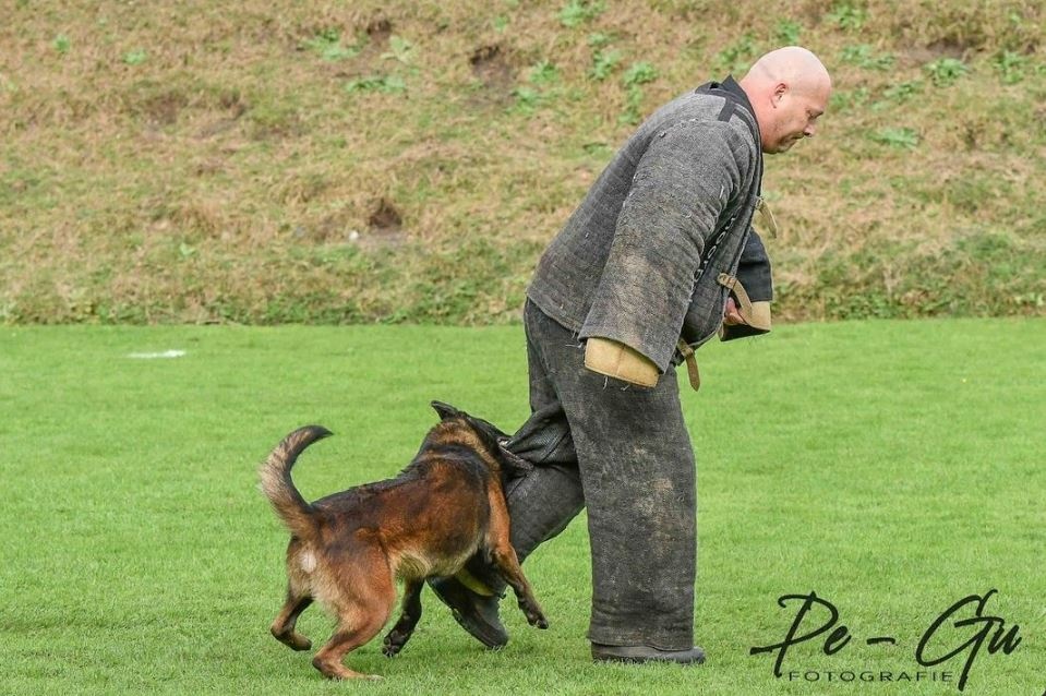 Owczarek belgijski malinois z rodowodem FCI - 9