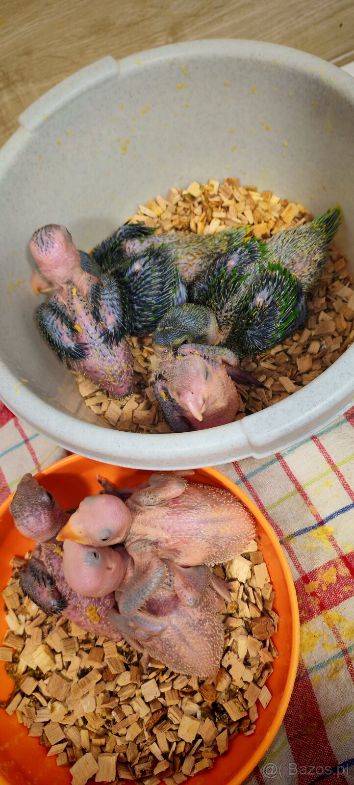 Alwksandretty wielke, kakadu ruzove - 9