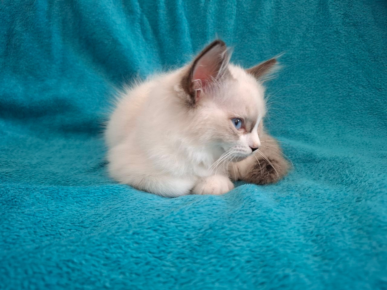 Rodowodowe kocięta Ragdoll - gotowe do zamieszkania - 9