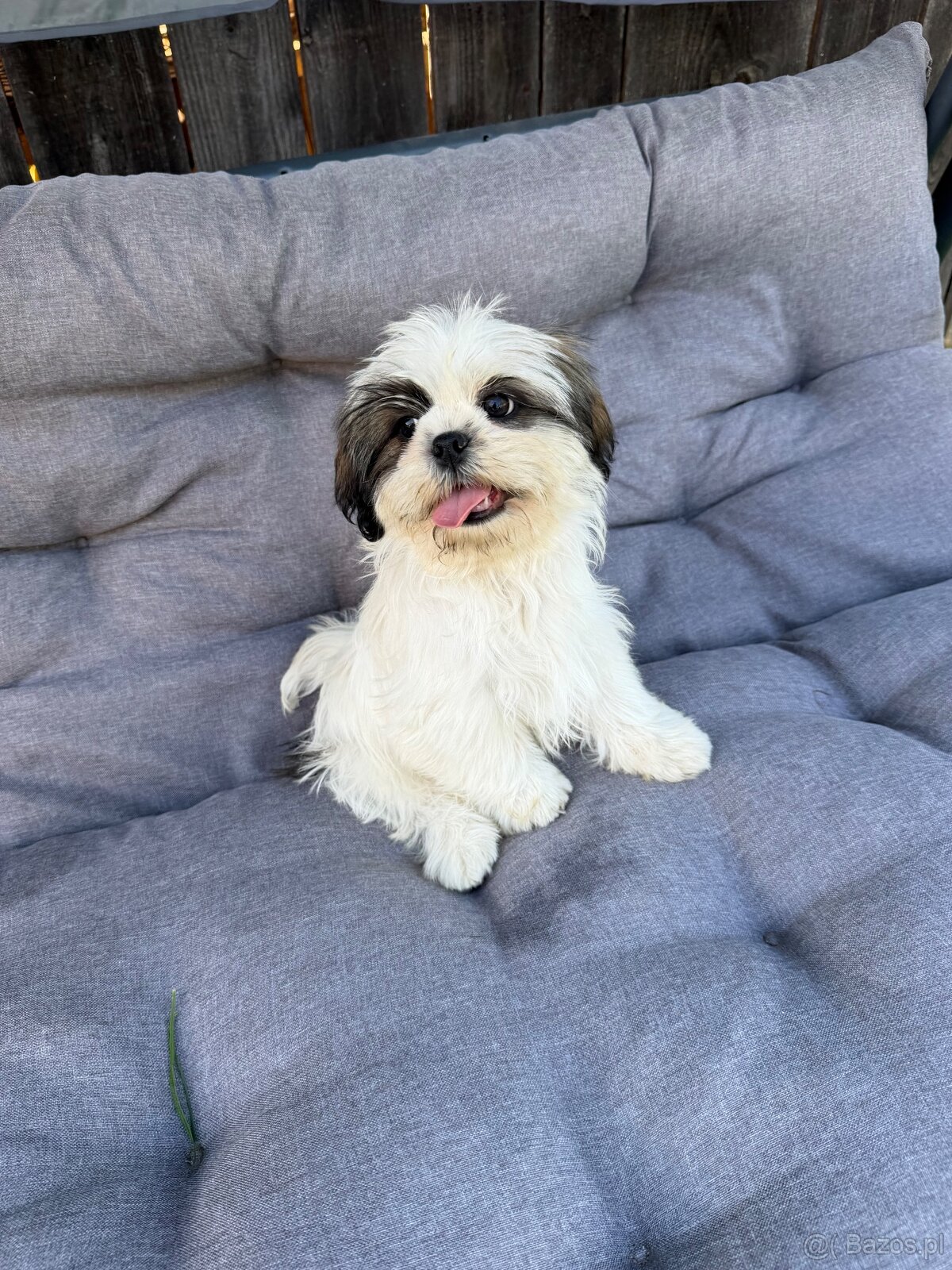 Szczeniaki Shih tzu - 9