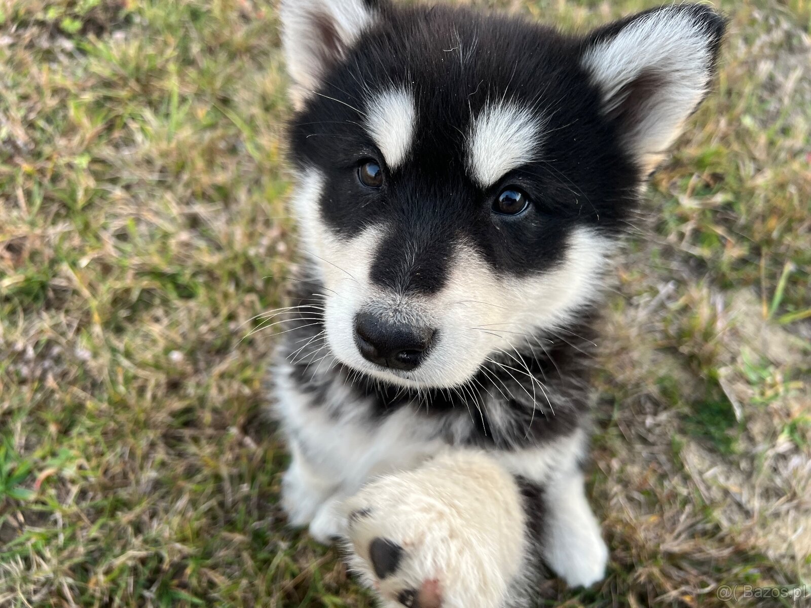 Alaskan Malamute szczeniaki - 9