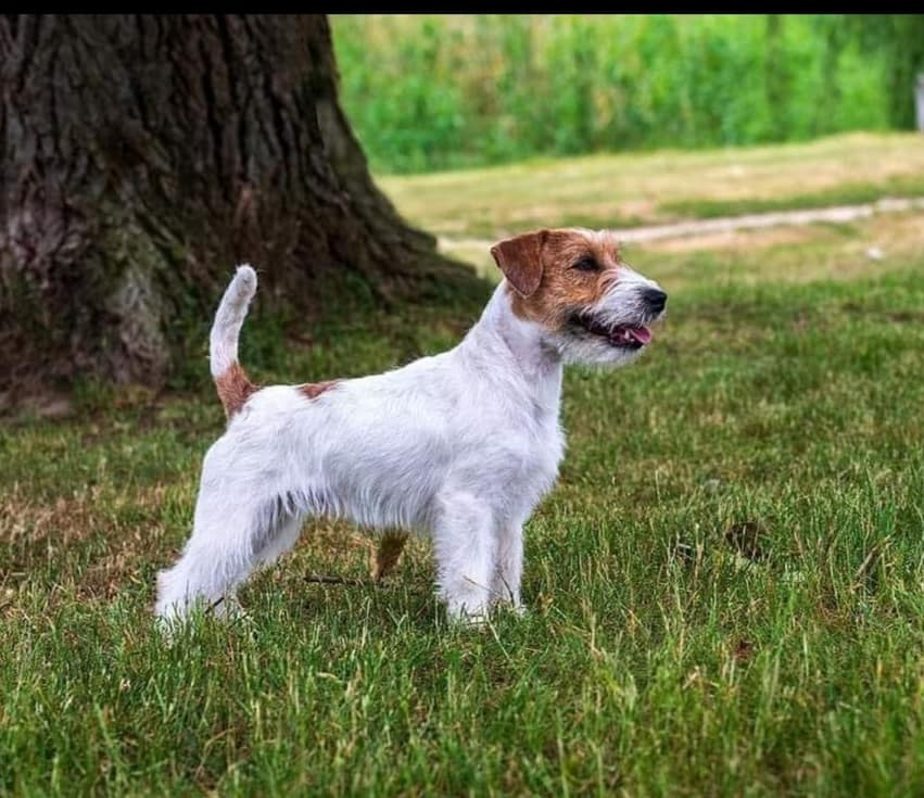 Jack Russell terrier - szczenięta z metrykami ZKwP - 9