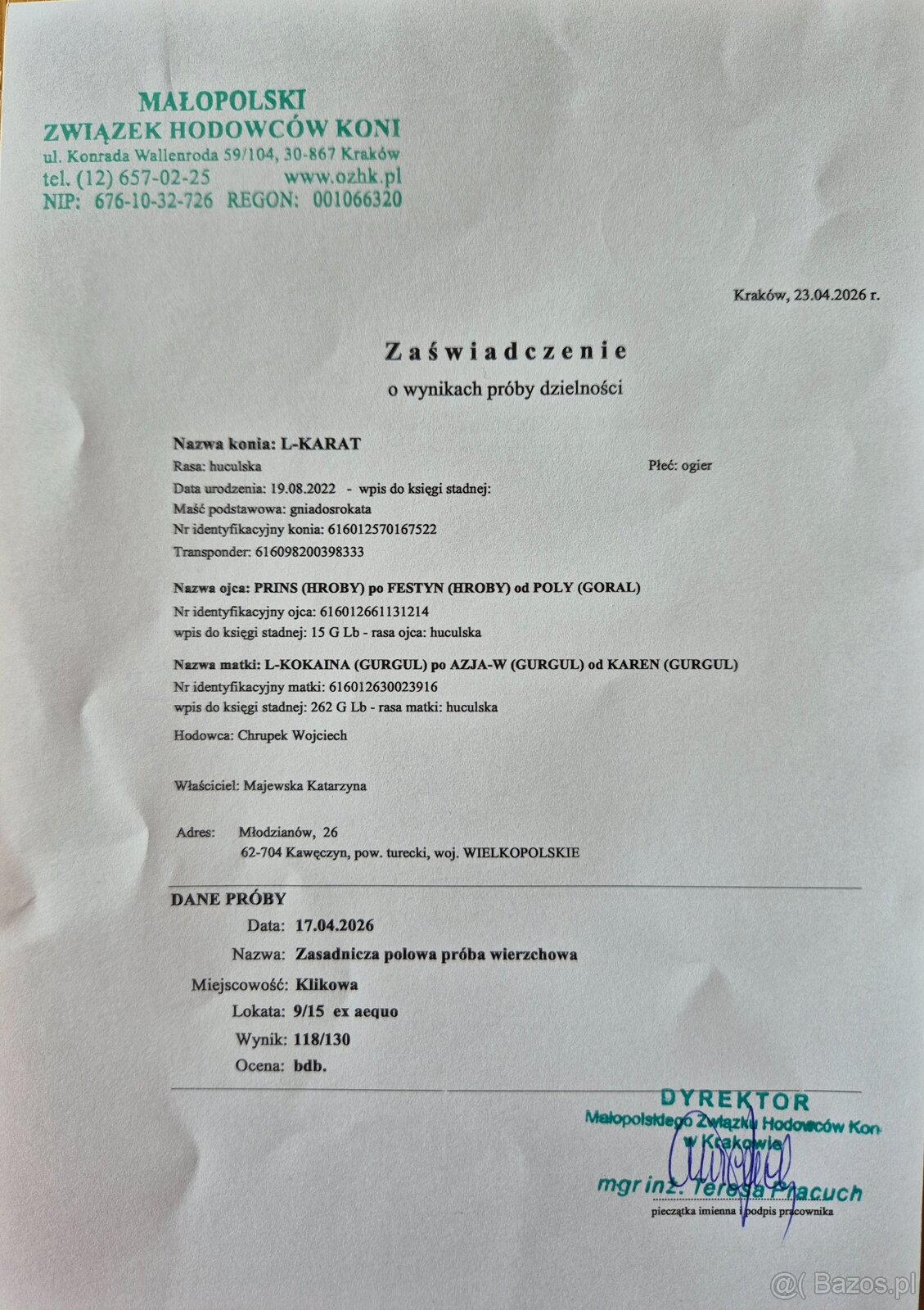 Ogier L-Karat srokaty tobiano homozygota - 9