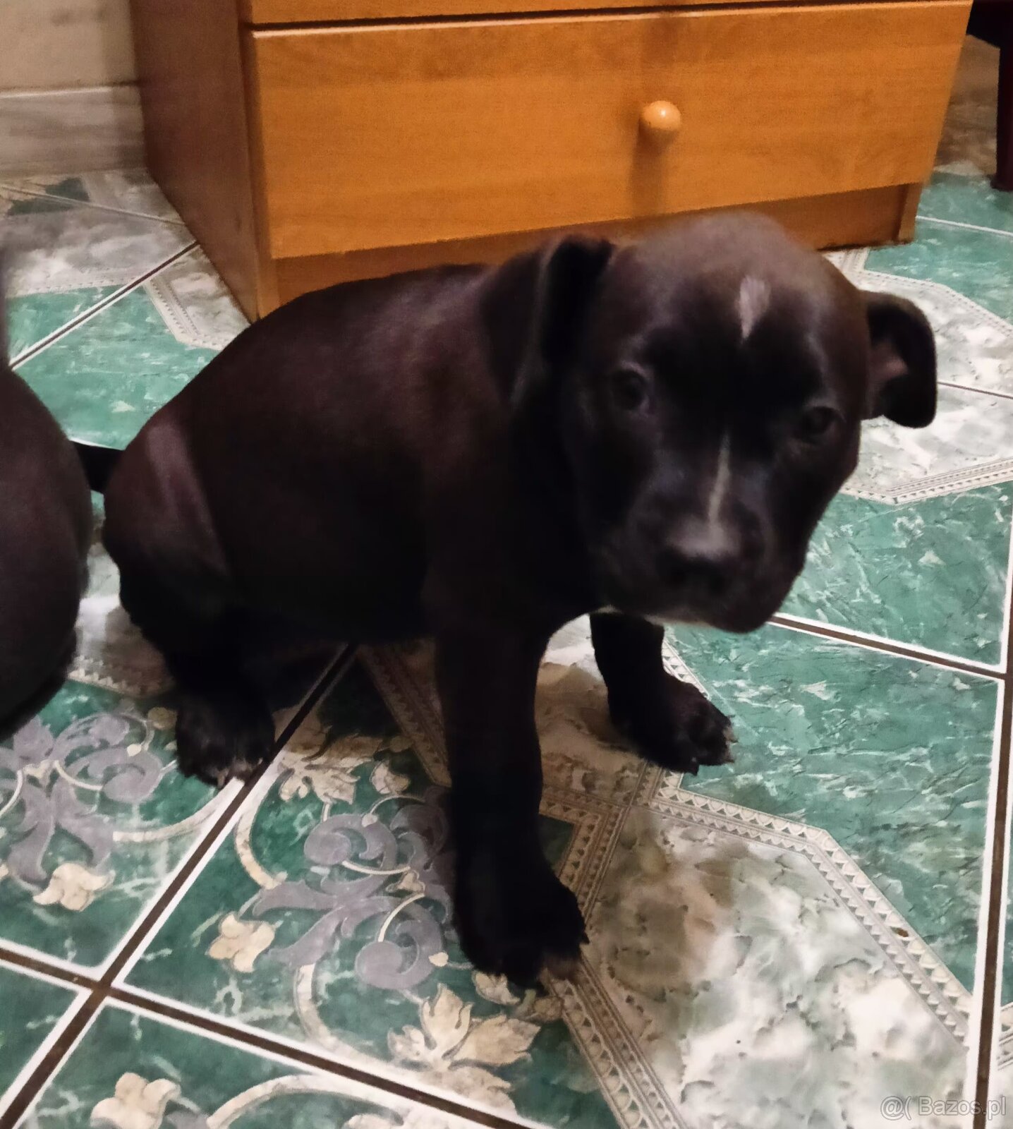 Masywne szczeniaki amstaff - 9