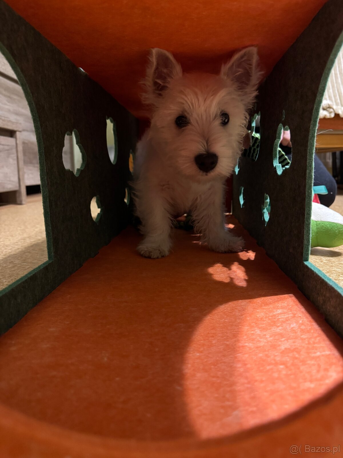 West Highland White terrier - 9