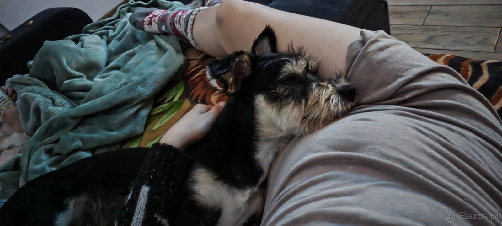 Zenio PILNIE szuka nowego domu - 9