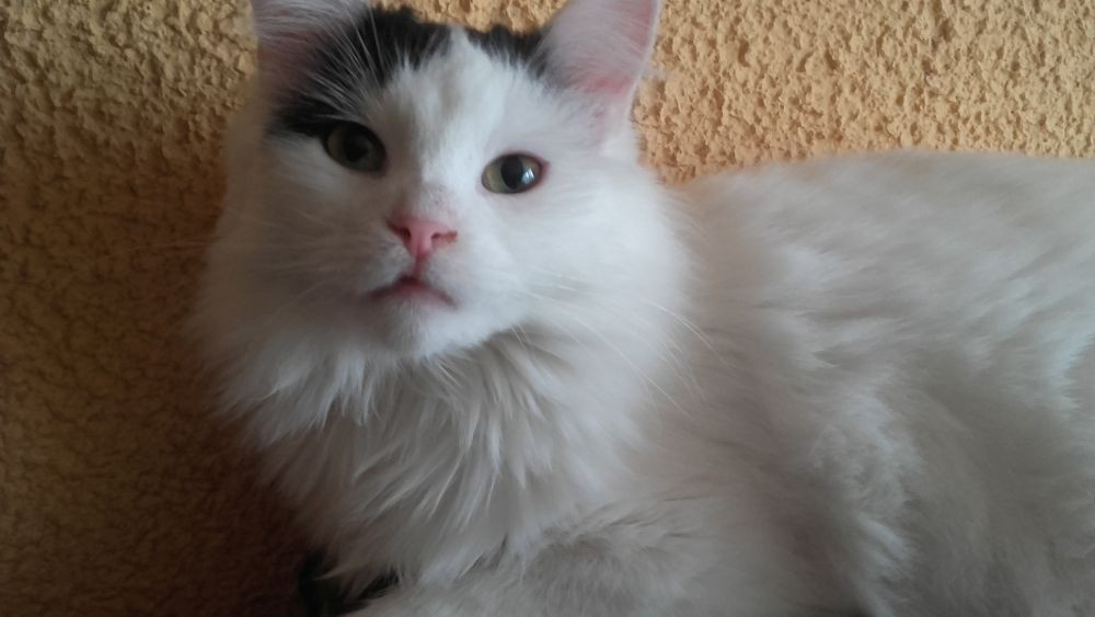 Kociaki z dłuższym futerkiem 10 mies. - 9