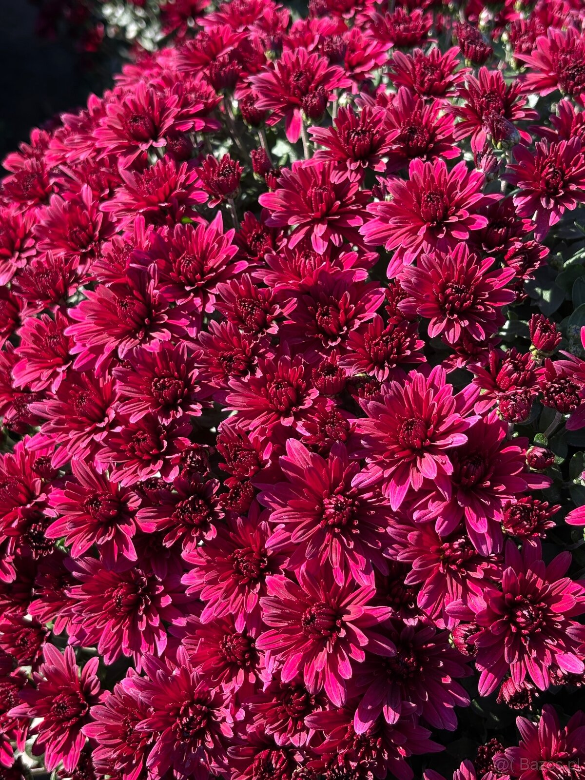 Sprzedam chryzantemy - 9