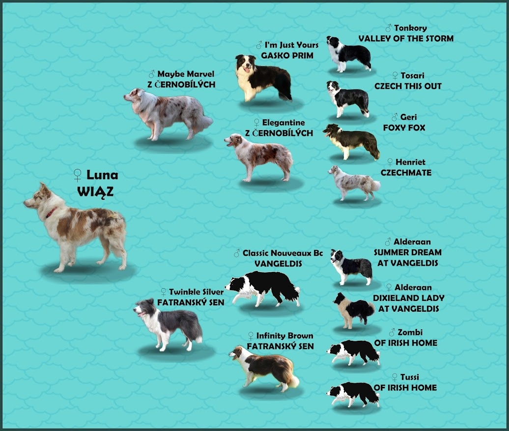 Rasowa Suczka BORDER COLLIE z Hodowli - Szczenię z pełną dok - 9