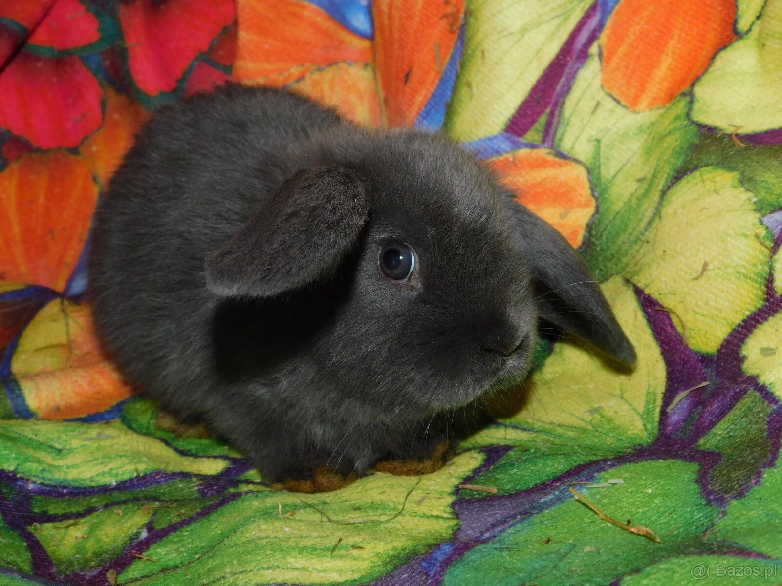 Baranki mini lop - 9