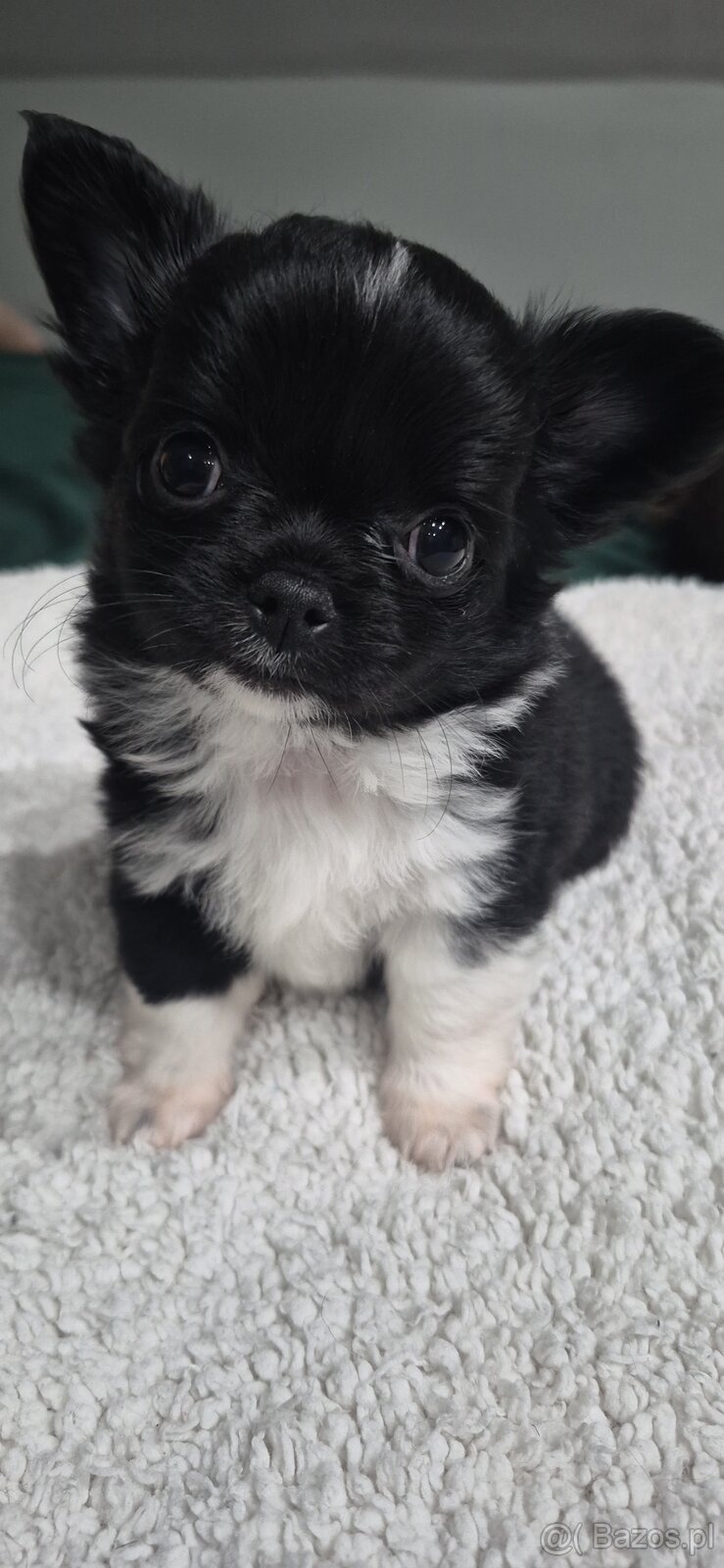 Chiuhuahua długowłosa - 9