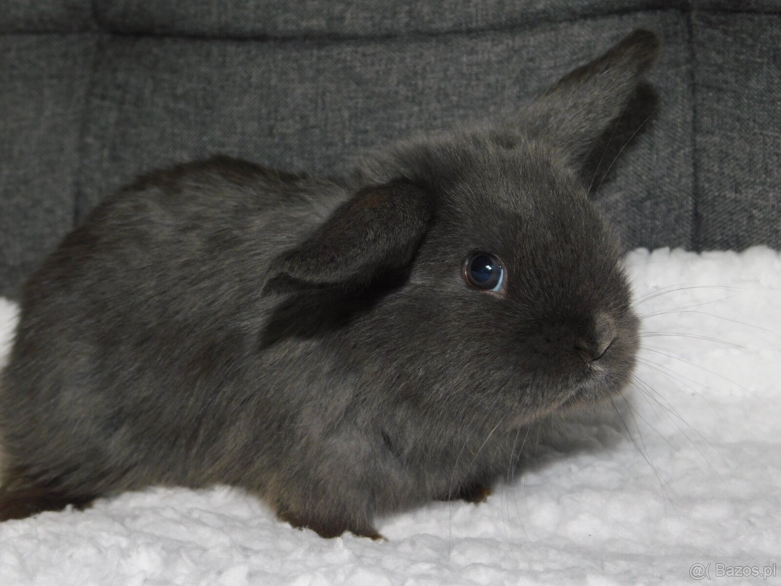 Piękne baranki mini lop niebieskie - 9