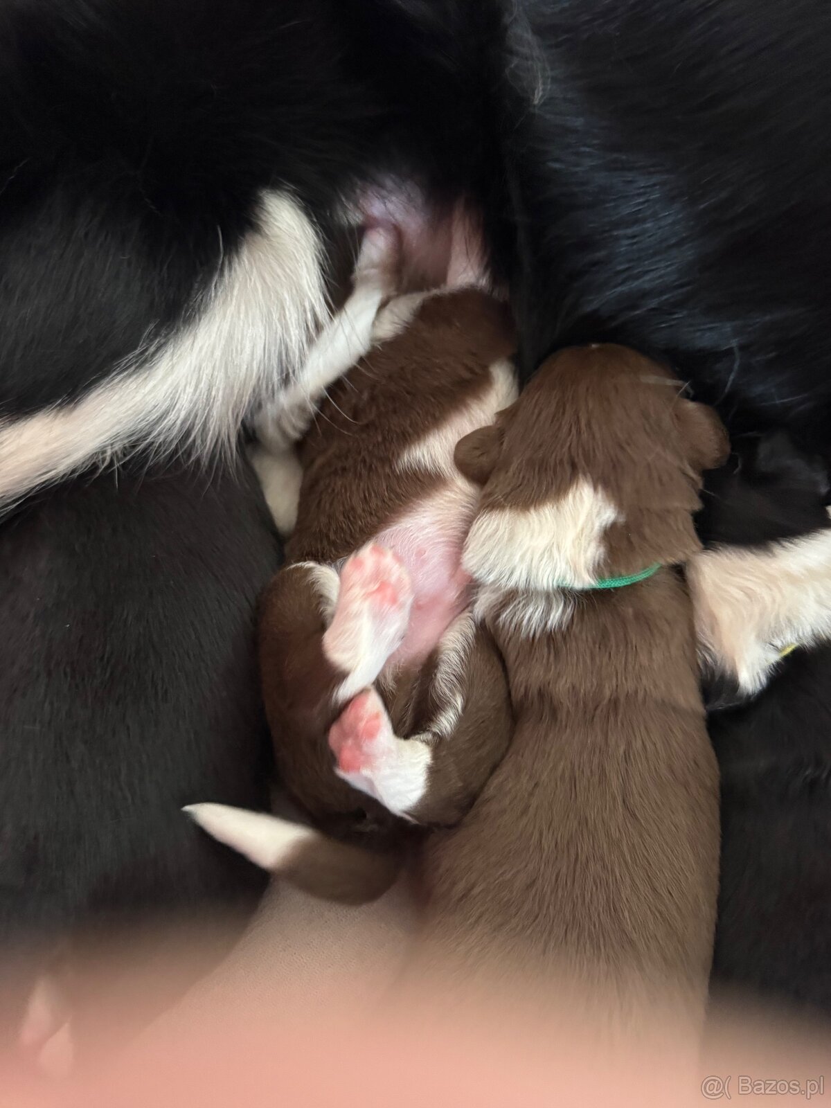 Border Collie z PP /FCI/ szczenięta - 9