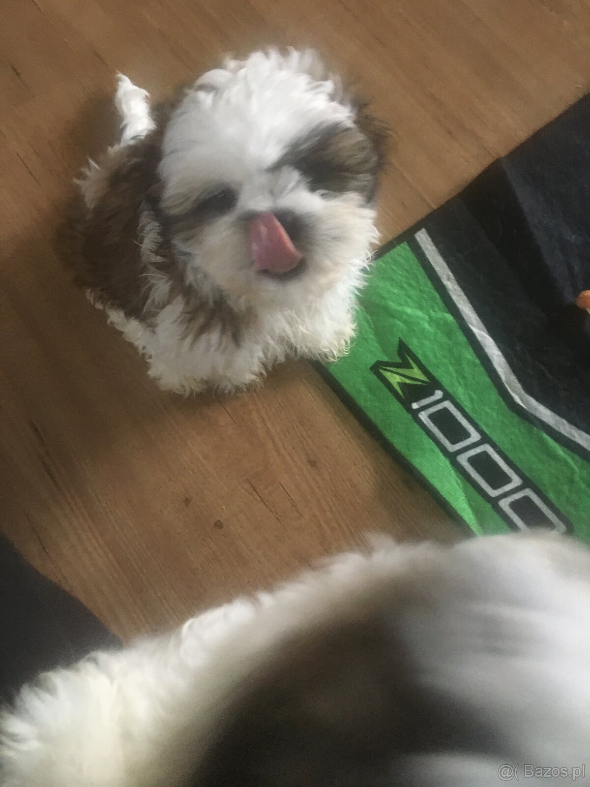 Szczeniaczki shih tzu trikolor - 9