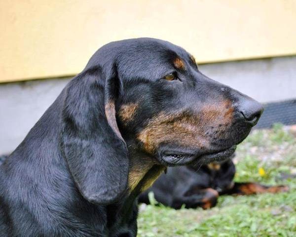 Reproduktory rasy GOŃCZY POLSKI użytkowe zapraszają suczki - 9