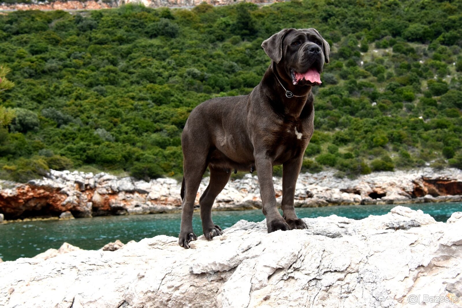 Szczenięta Cane Corso z FCI - 9