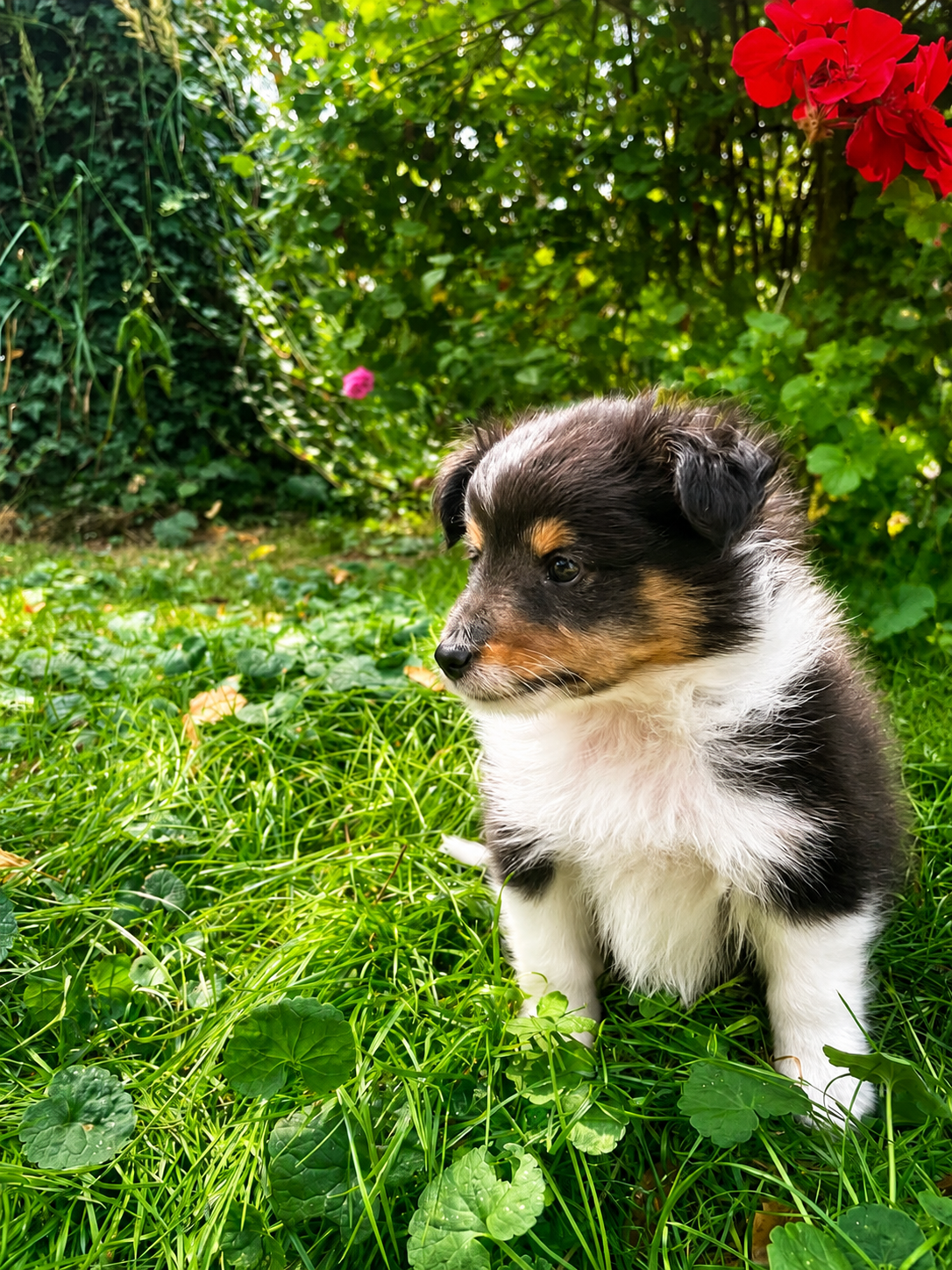 Sheltie, shetland sheepdog, owczarek szetlandzki, piesek - 9