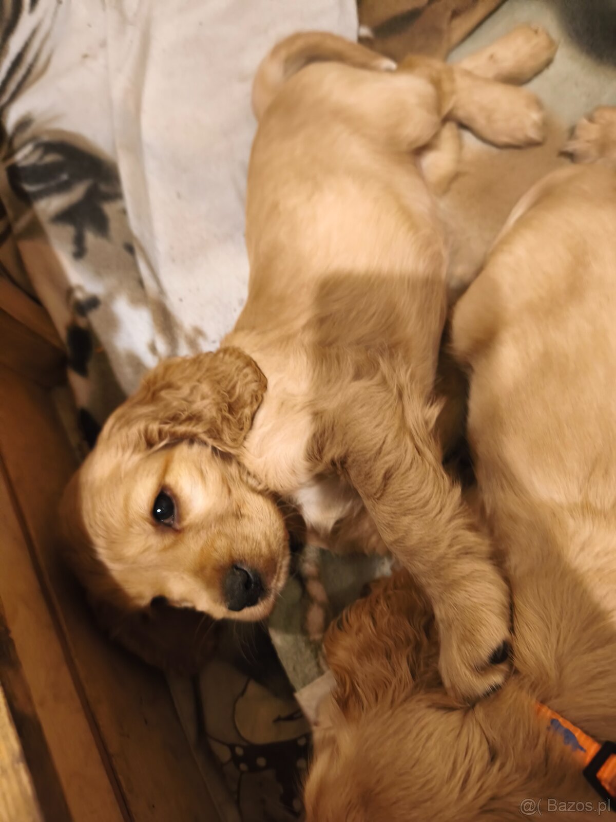 Sprzedam szczeniaki - 9