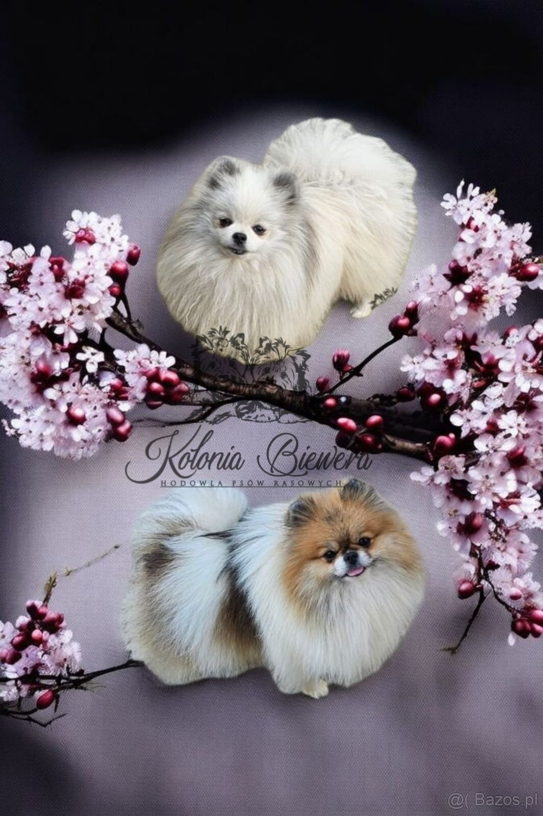 Szpic Miniaturowy/Pomeranian dla Konsenera Blue&white - 9