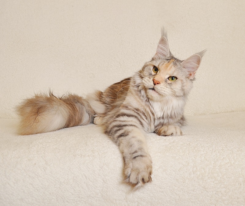 Śliczny kocurek Maine Coon PZF/WCF - LEGALNA HODOWLA - 9