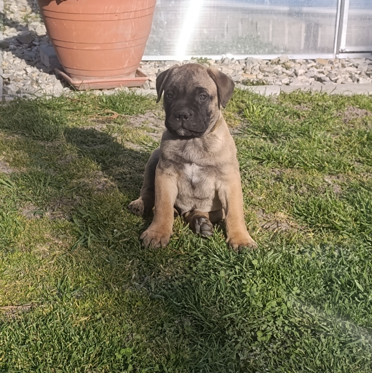 Bulmastif/ Bullmastiff s PP - 9